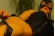 DominanteLady